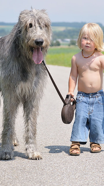 Huge Dog Breeds, Giant Dog, Little Child HD phone wallpaper