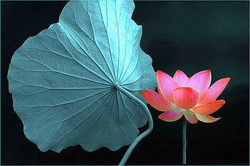 Lily & pad, pink, black background, pad, green, lily HD wallpaper