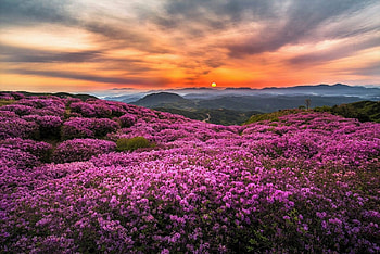 when the sun goes down..., flower field, purple, sky, sunset HD wallpaper