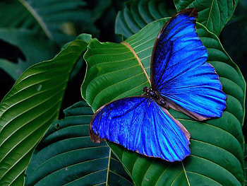 Leaves, Macro, Bright, Butterfly, Wings HD wallpaper