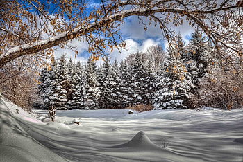 Coniferous Forest in winter, snow, winter, frost, branches, cold, trees, beautiful, forest HD wallpaper