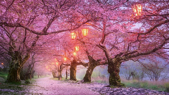 Cherry Blossom, Blossom, Pink, Cherry, tree HD wallpaper