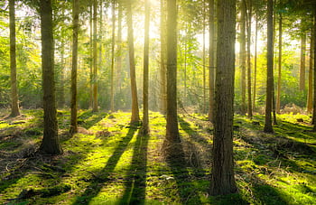 Beautiful sunbeams illuminate a tranquil forest scene with lush moss and tall trees. HD wallpaper