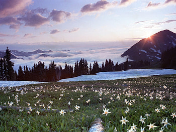 Plants, Landscape, Flowers, Sky, Mountains HD wallpaper