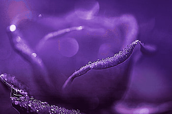 flower, macro HD wallpaper