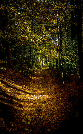 Nature, Trees, Autumn, Leaves, Forest, Path HD phone wallpaper