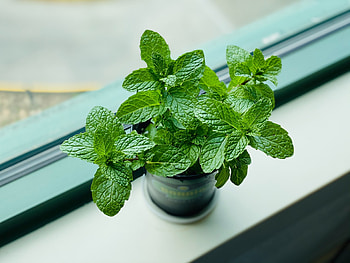 Potted, Spearmint HD wallpaper
