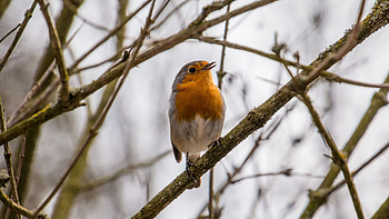 Robin bird, European species, Cute small bird, High-definition HD wallpaper