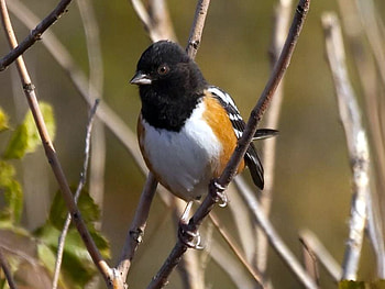 Spotted_Towhee, cool, towhee, , spotted HD wallpaper