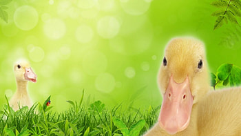 Quackers, cute, ducks, birds, animals HD wallpaper