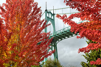 Cities, Trees, Autumn, Bright, Bridge, Oregon, Portland HD wallpaper