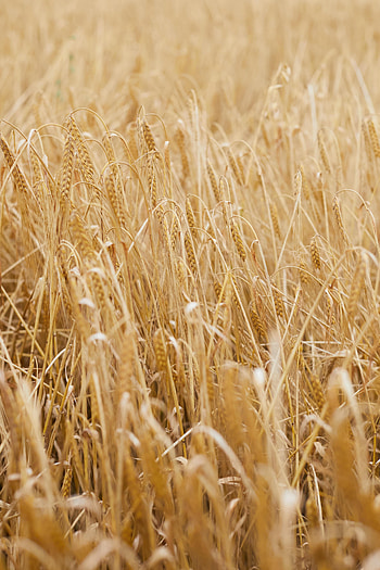 Nature, Grass, Plant, Field, Ears, Dry, Spikes HD phone wallpaper