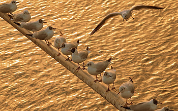 Animals, Birds, Sea, Seagulls, Sit, Flock HD wallpaper