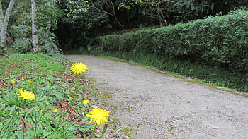 Forest road, hiking, road, forest, flower HD wallpaper