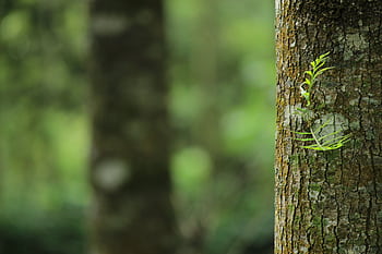 A vibrant green fern grows on a tree trunk, capturing a serene forest atmosphere. HD wallpaper