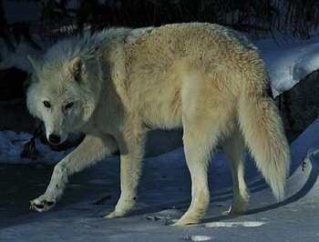 'Snow wolf'......, wild, wolves, wolf, animals HD wallpaper