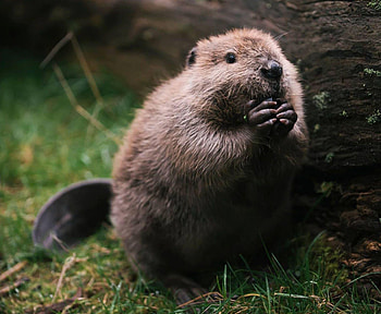 Beaver, Top beaver backgrounds HD wallpaper
