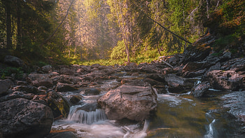 Golden Sunlit Forest Stream, stones, nature, trees, tree, lake, pond, waterfall HD wallpaper