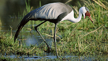 Animals, Grass, Swamp, Legs, Color, Stork, African HD wallpaper