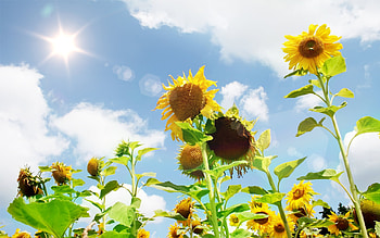 Plants, Landscape, Sunflowers HD wallpaper