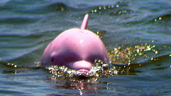 Pink Dolphin Background Related Keywords & Suggestions ... Pink Dolphin HD wallpaper