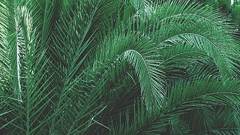 Close-up of vibrant green palm leaves creating a lush, tropical feel. HD wallpaper