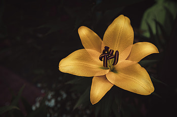 Flower, Flowers, Close-Up, Bloom, Flowering, Lily HD wallpaper