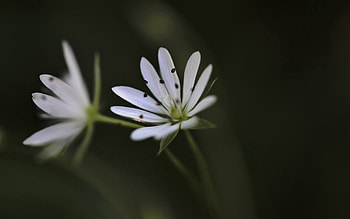 Grass, Flower, Macro, Dark, Blur, Smooth HD wallpaper