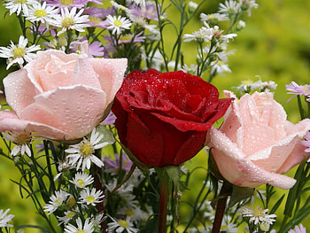 Roses and Daisies, white, dew drops, rose, pink, daisy, flower, red, moisture, blooms HD wallpaper