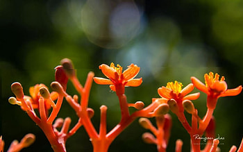 Garden glimpses, orange flowers, graphy, garden, , spring, orange, park, summer, orange petals, abstract, petals, close-up, nature, flowers, , macro HD wallpaper
