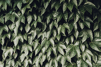 Nature, Leaves, Bush, Foliage HD wallpaper