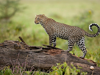 Animals, Puma HD wallpaper