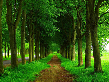 Green nature tree, , Nature HD wallpaper
