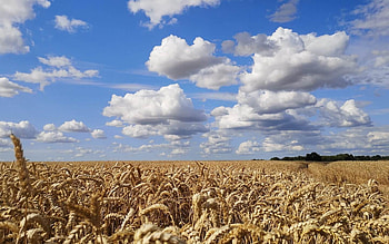 Cereal Field in Latvia, foeld, cereals, Latvia, clouds, spikes HD wallpaper
