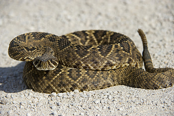 Eastern diamondback rattlesnake, National Geographic's wonder, Reptile's kingdom, Untamed majesty HD wallpaper