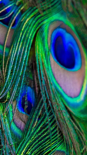 Peacock Feather, Peacock, Bird Feather HD phone wallpaper