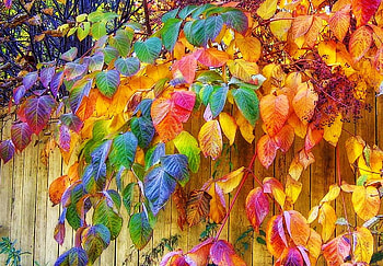 Paintbox colors, leaves, painted, fence, hanging, colors, tree HD wallpaper