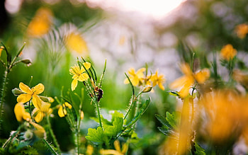 Nature, Flowers, Insect, Spring HD wallpaper