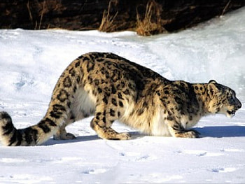 snow leopard, crouching, hunting HD wallpaper