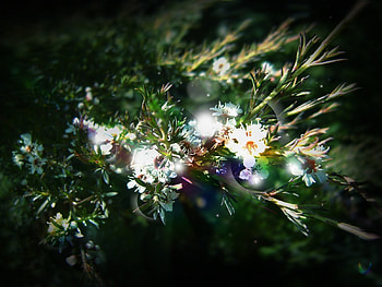 Plants, Flowers HD wallpaper