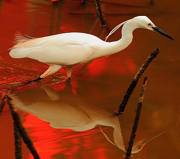 Going Fishing, river, white, reeds, reflection, red, beautiful, crane HD wallpaper