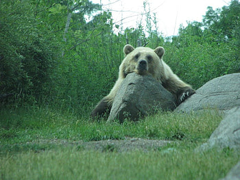 Bear-Rocky-Sleep, bear, rocky, , cool, sleep HD wallpaper