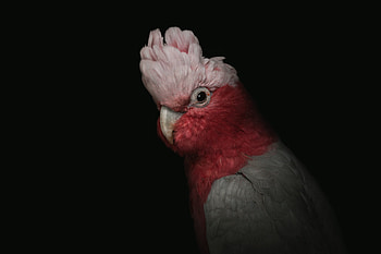 Funny, Animals, Parrots, Pink, Bird, Portrait, Cockatoo HD wallpaper
