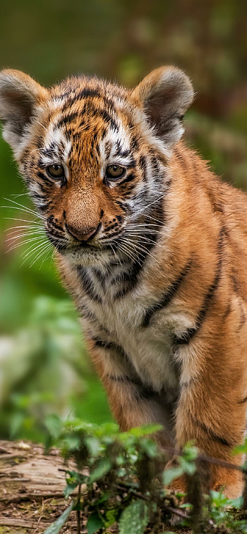 Captivating tiger cubs, Innocent wonder, Endearing youth, Untamed joy HD phone wallpaper