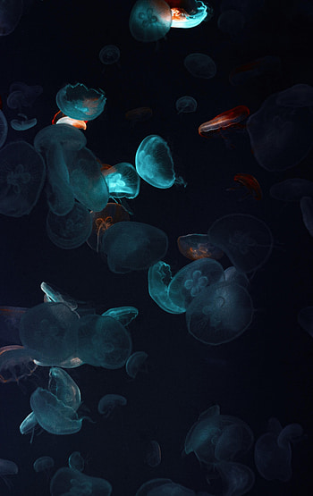 Jellyfish, Dark, Underwater World, Tentacles HD phone wallpaper