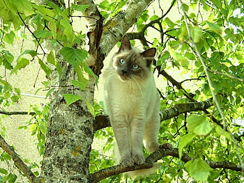 Cat, cats, kitties HD wallpaper
