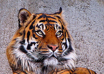 Handsome tiger, stripes, power, black, tiger, grey, hunter, orange HD wallpaper