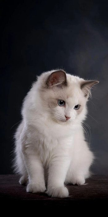 Ragdoll Kitten HD phone wallpaper
