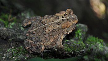 American toad, High-definition , Nature's beauty, Baltana's collection HD wallpaper