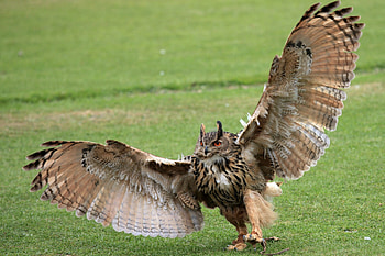 Animals, Grass, Owl, Wings, Swing, Paws, Claws HD wallpaper